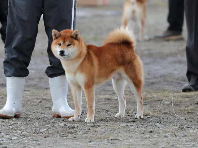 437龍門の紅豊号 437龍門の紅豊号