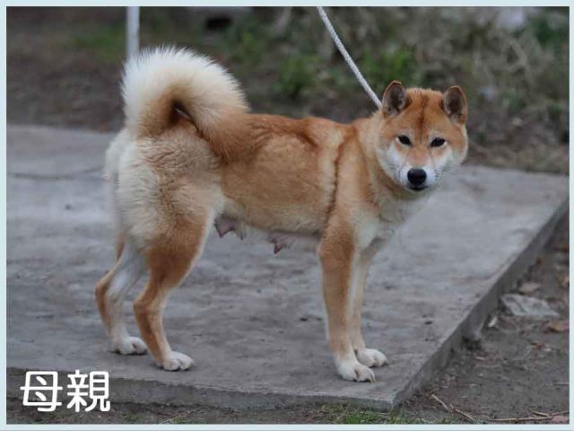 九頭竜の花号 九頭竜の花号