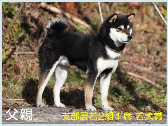 春秋葵錦号 春秋葵錦号