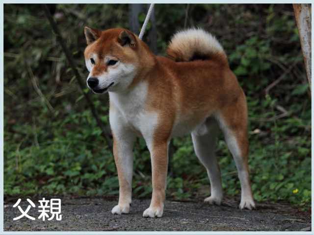 桜子壱竜号 桜子壱竜号