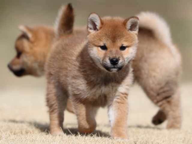 AI5I0458-puppy AI5I0458-puppy
