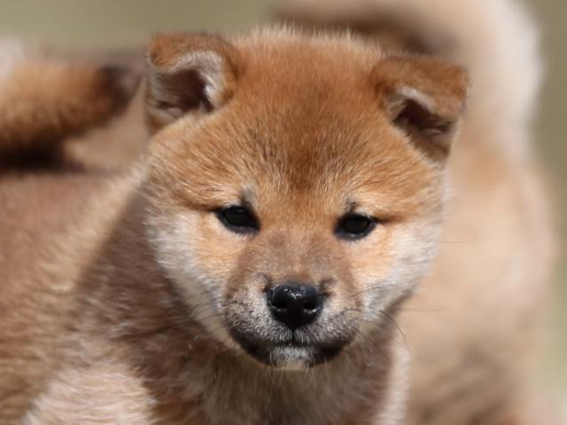 AI5I0459-puppy AI5I0459-puppy