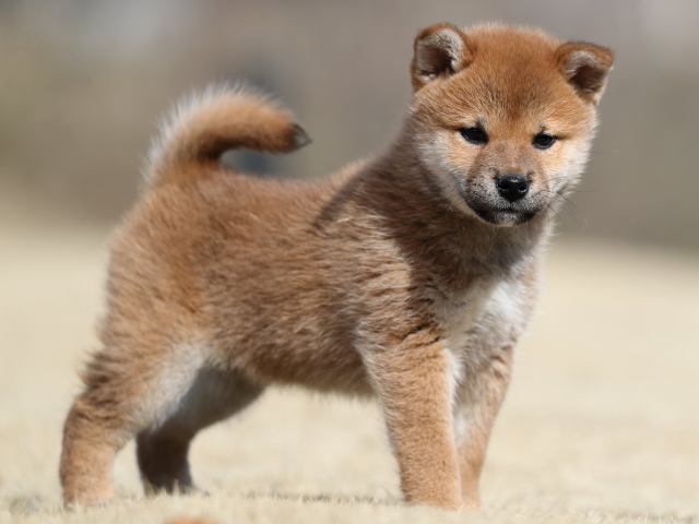 AI5I0498-puppy AI5I0498-puppy