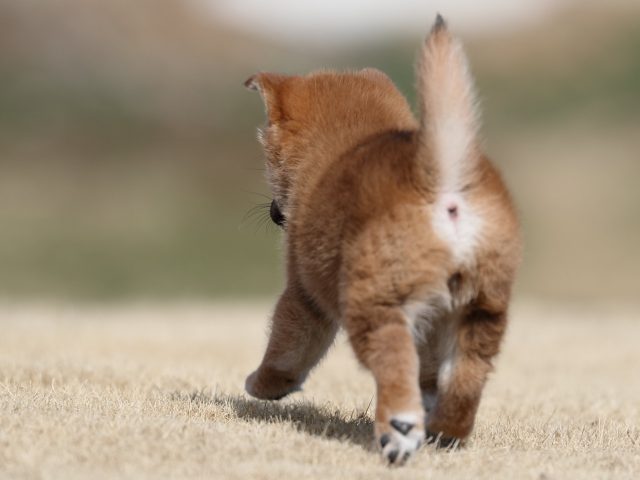 AI5I0510-puppy AI5I0510-puppy