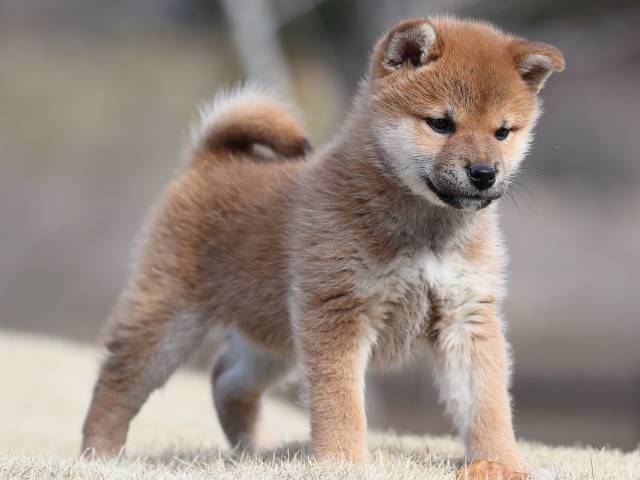 AI5I0752-puppy AI5I0752-puppy