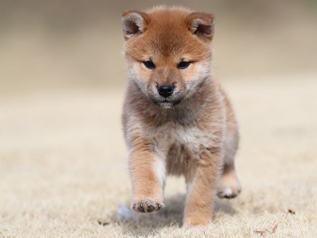 AI5I0808-puppy AI5I0808-puppy