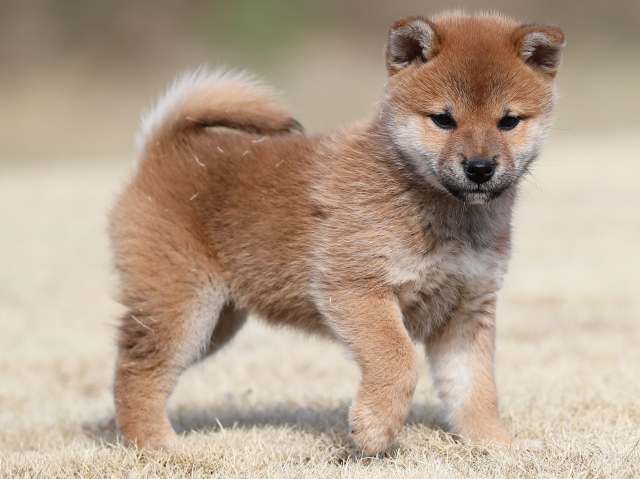 AI5I0830-puppy AI5I0830-puppy