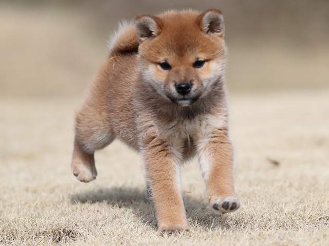 AI5I0837-puppy AI5I0837-puppy