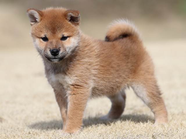 AI5I0855-puppy AI5I0855-puppy
