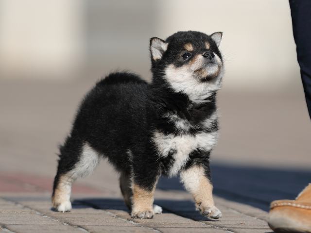 AI5I0926-puppy AI5I0926-puppy