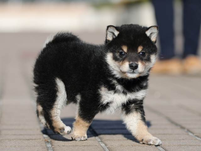 AI5I0961-puppy AI5I0961-puppy