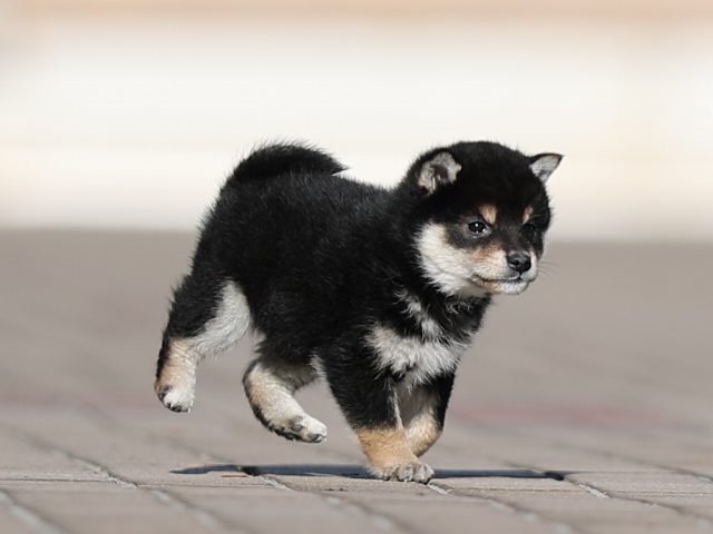 AI5I0990-puppy AI5I0990-puppy