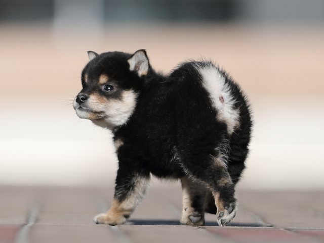 AI5I1052-puppy AI5I1052-puppy