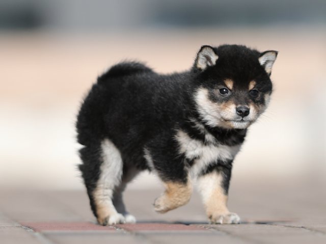 AI5I1068-puppy AI5I1068-puppy