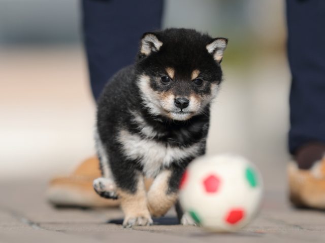 AI5I1080-puppy AI5I1080-puppy