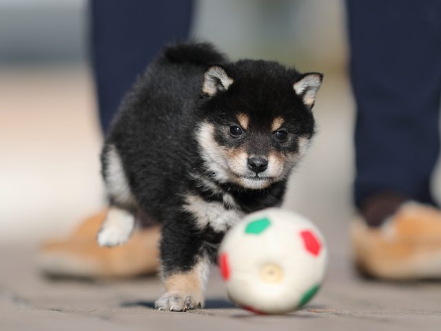 AI5I1083-puppy AI5I1083-puppy