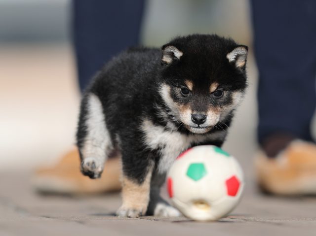 AI5I1084-puppy AI5I1084-puppy