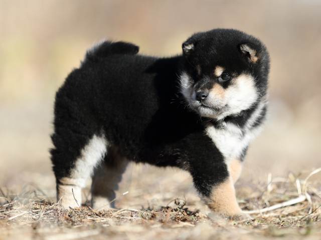AI5I1206-puppy AI5I1206-puppy