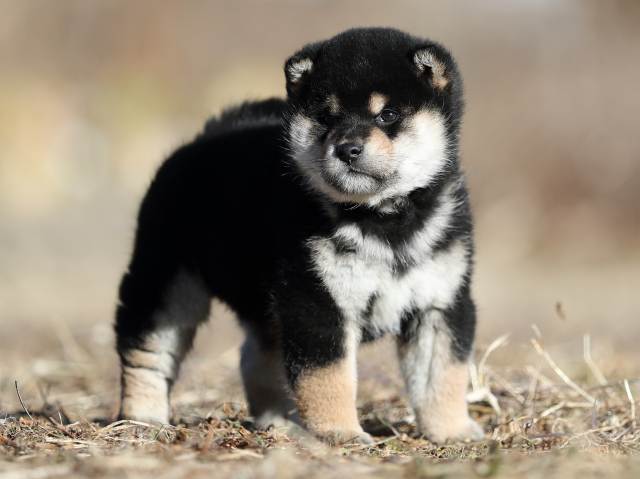AI5I1216-puppy AI5I1216-puppy