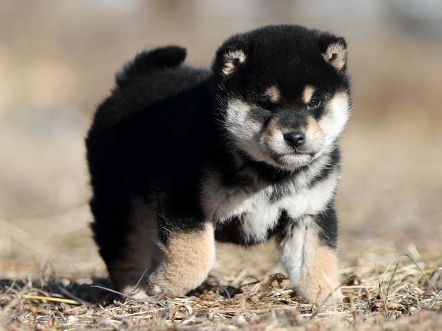 AI5I1236-puppy AI5I1236-puppy