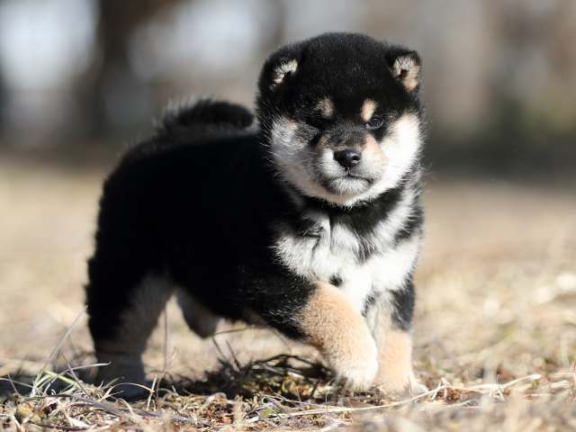 AI5I1246-puppy AI5I1246-puppy