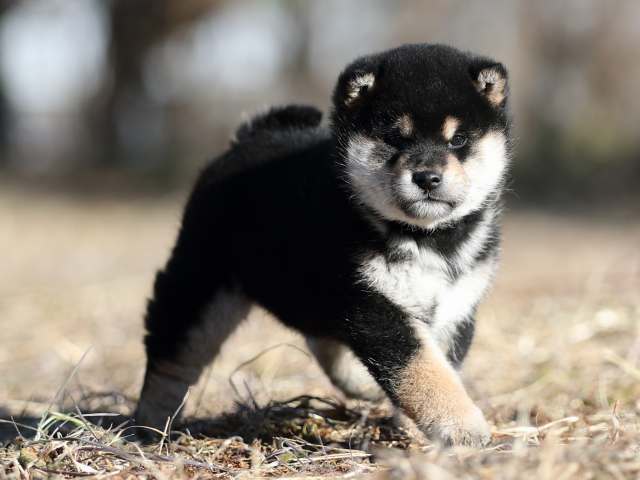 AI5I1247-puppy AI5I1247-puppy