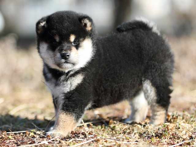 AI5I1274-puppy AI5I1274-puppy