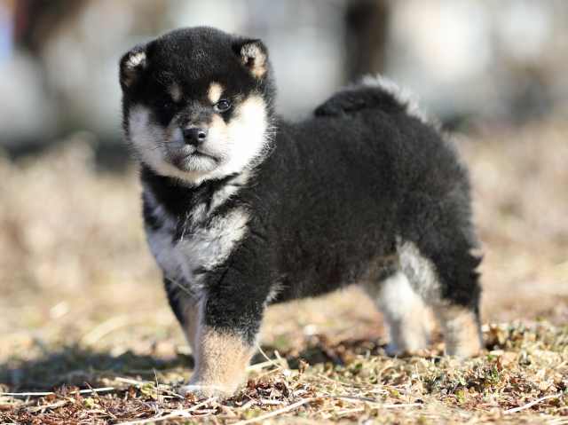 AI5I1281-puppy AI5I1281-puppy