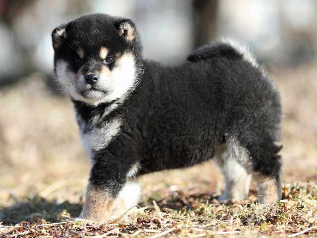 AI5I1288-puppy AI5I1288-puppy
