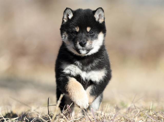 AI5I1301-puppy AI5I1301-puppy