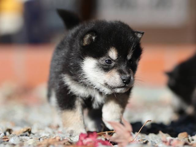AI5I1301-puppy AI5I1301-puppy