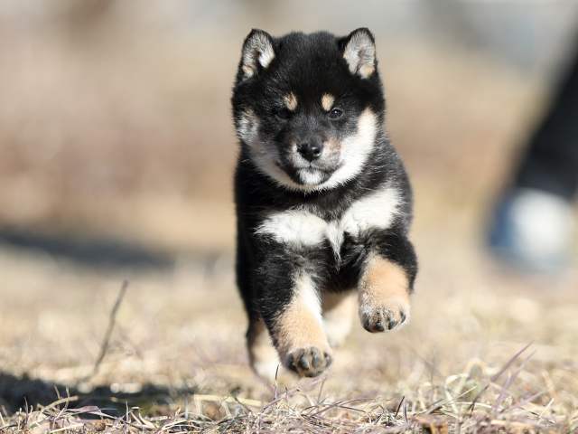 AI5I1306-puppy AI5I1306-puppy