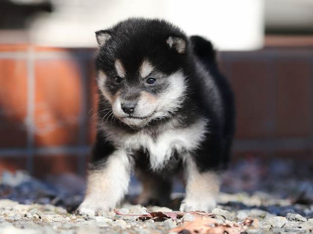 AI5I1359-puppy AI5I1359-puppy