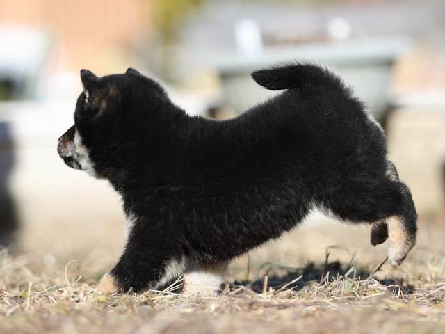 AI5I1381-puppy AI5I1381-puppy