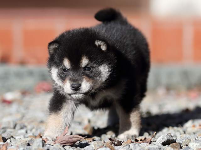 AI5I1414-puppy AI5I1414-puppy