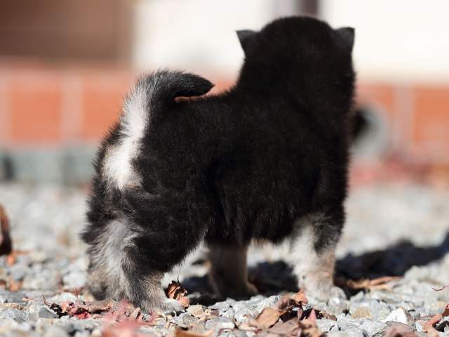 AI5I1445-puppy AI5I1445-puppy
