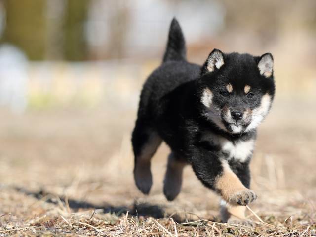 AI5I1458-puppy AI5I1458-puppy