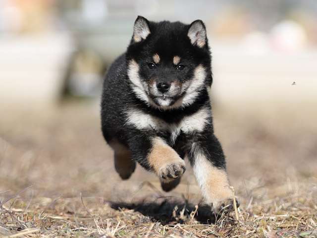 AI5I1507-puppy AI5I1507-puppy