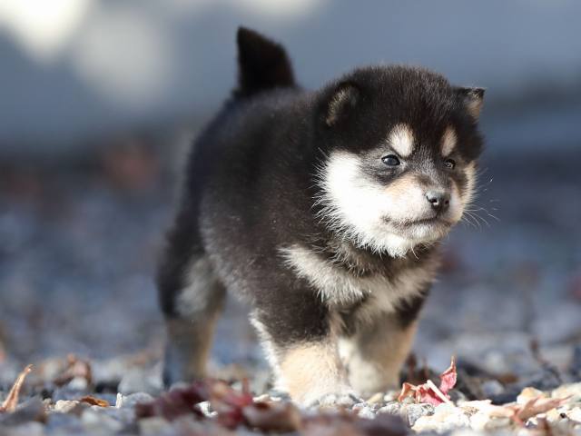 AI5I1507-puppy AI5I1507-puppy