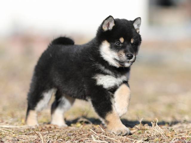 AI5I1537-puppy AI5I1537-puppy