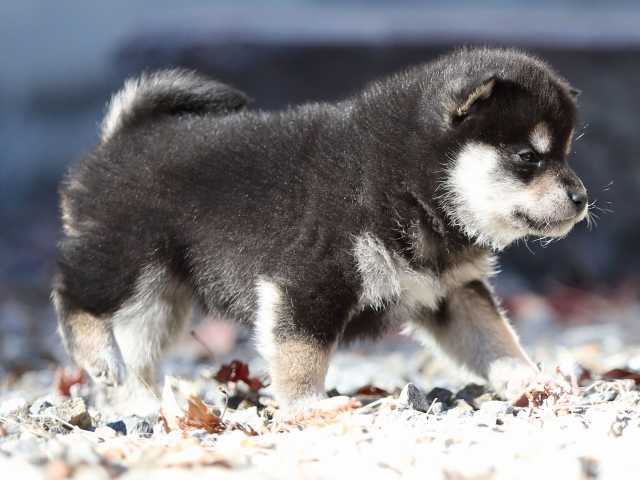 AI5I1546-puppy AI5I1546-puppy