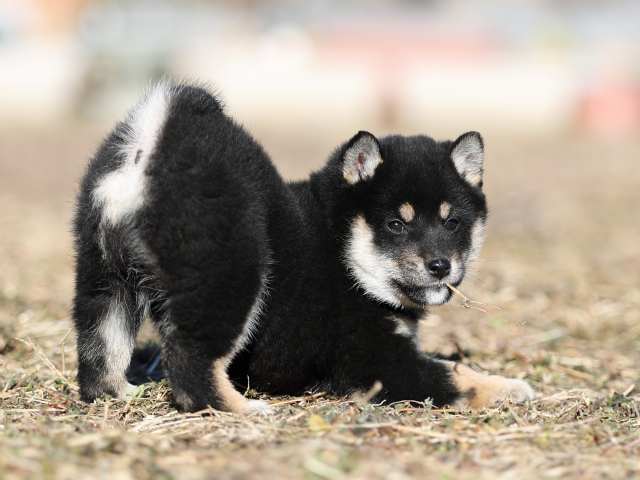 AI5I1554-puppy AI5I1554-puppy