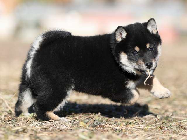 AI5I1556-puppy AI5I1556-puppy