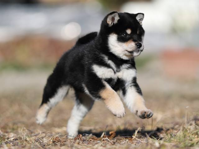 AI5I1587-puppy AI5I1587-puppy