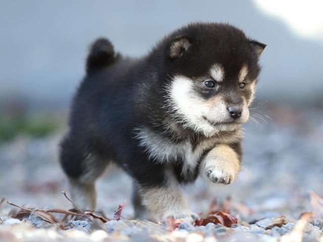 AI5I1587-puppy AI5I1587-puppy