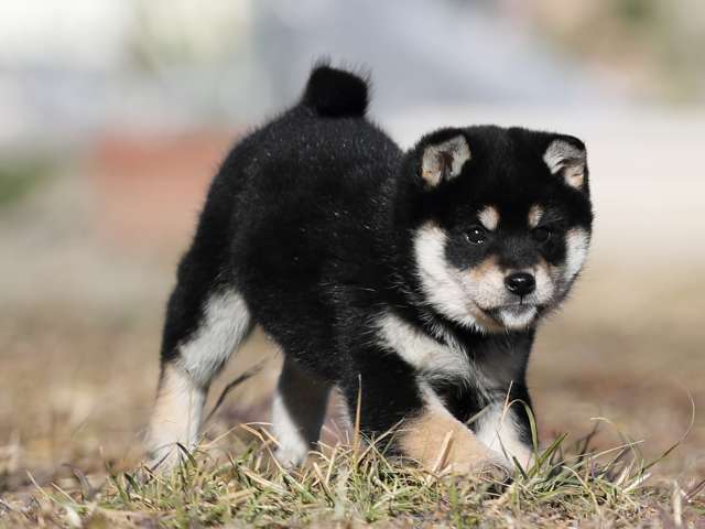 AI5I1592-puppy AI5I1592-puppy