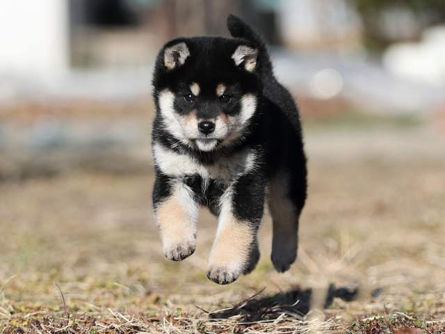 AI5I1599-puppy AI5I1599-puppy
