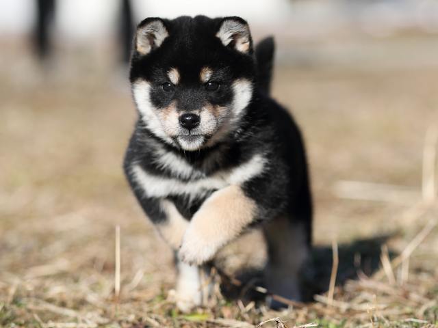 AI5I1613-puppy AI5I1613-puppy
