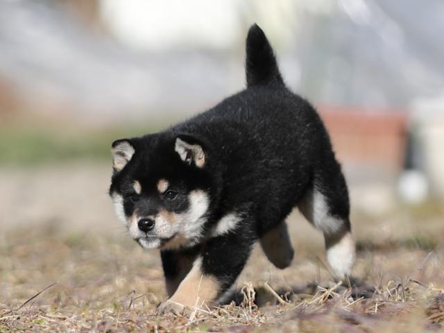 AI5I1633-puppy AI5I1633-puppy