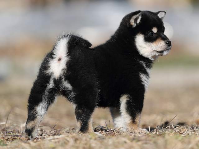 AI5I1719-puppy AI5I1719-puppy